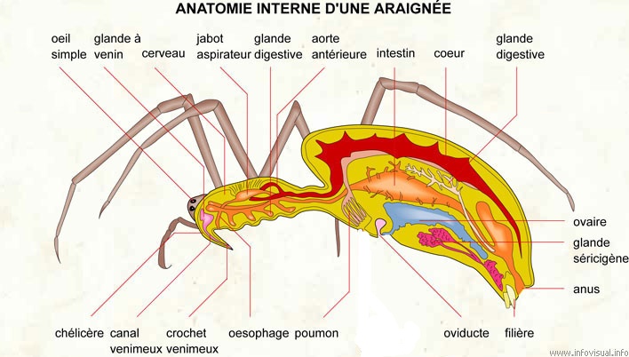 Anatomie d`une araignée