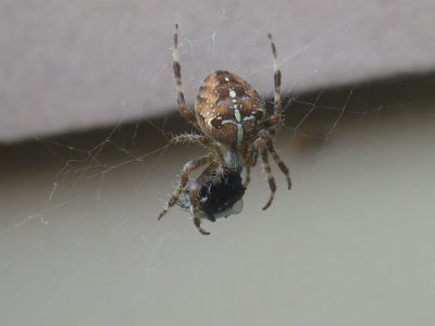 Araneus diadematus femelle