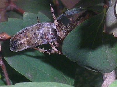 Araneus diadematus femelle