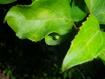 Araniella sp. femelle + cocon