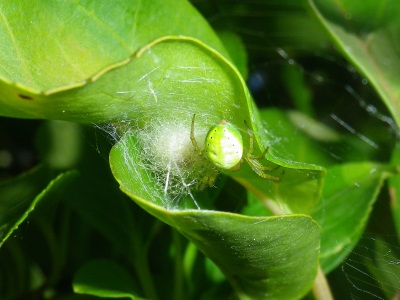 Araniella sp. femelle + cocon