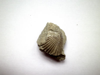 Un bivalve fossile