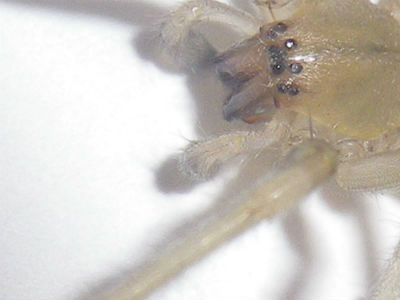 Cheiracanthium sp. femelle