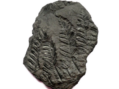 Fougère fossilisée