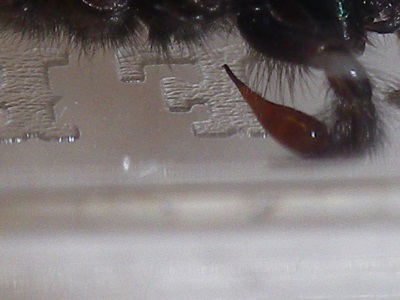 Segestria florentina mâle adulte bulbe copulatoire