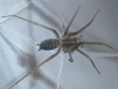 Tegenaria sp. gr. atrica femelle