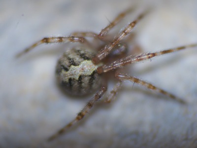 Theridion sp. 