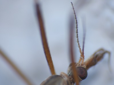 Tipula paludosa, la Tipule des prairies, un cousin