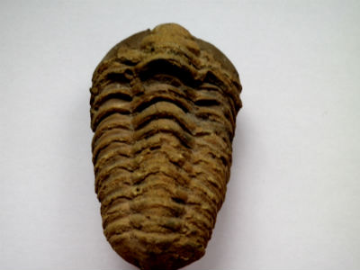 Un trilobite